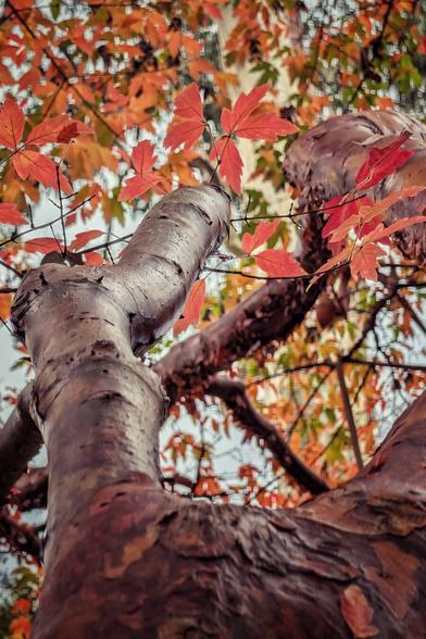 A close-up, low-angle photograph looking up a thick, deeply textured tree trunk. The trunk is a rich, dark brown, appearing wet and deeply grooved, curving up and slightly out of focus towards the top. Above and surrounding the trunk, bright orange and red autumn leaves, likely maple, are in focus against a muted, overcast sky. The overall mood is moody, atmospheric, and highlights the contrast between the dark bark and the vibrant foliage.