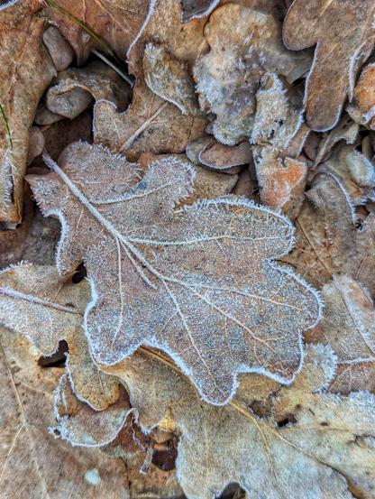 A close-up of a frost-covered oak leaf lying among other dry, brown autumn leaves on the ground. The leaf is delicately outlined with a thin layer of frost, creating intricate white patterns along its edges and veins. The surrounding leaves and small pebbles are also lightly dusted with frost, suggesting a cold, crisp morning.