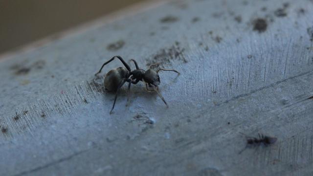 Ant-mimic spider with head and body twisted towards an ant