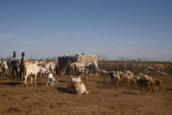 Des moutons croisent des vaches à la sortie du campement