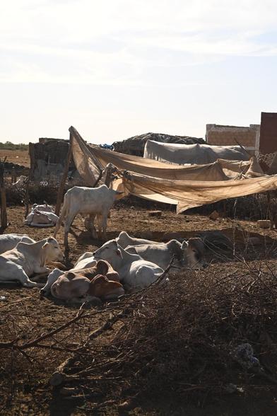 Les vaches dans un enclos de branche d'épineux à proximité des maisons