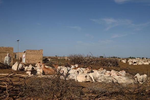 Les vaches coucher entre les maisons