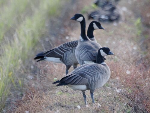 シジュウカラガン