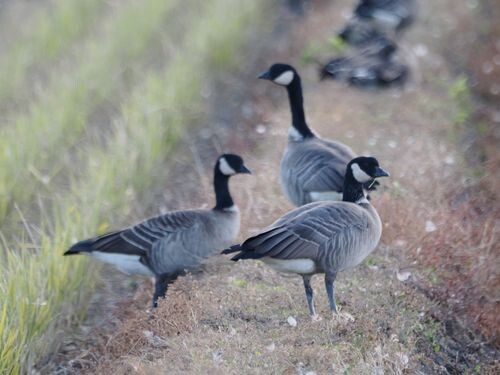 シジュウカラガン