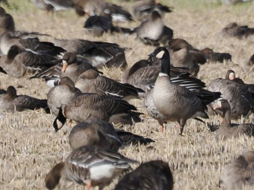 シジュウカラガン