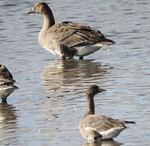 オオヒシクイ
マガン