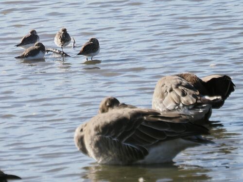 ハマシギ
オオヒシクイ
