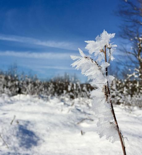 brown stem of dead plant sticking up into the bright morning sunlight covered in a lot of flat crystalline structures. They are like snowflakes but typically made as moisture is extruded while freezing. In the background is a snow covered terrain and blue skies