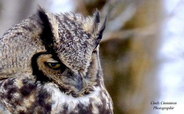 Grand Duc photographié par Cindy Cinnamon