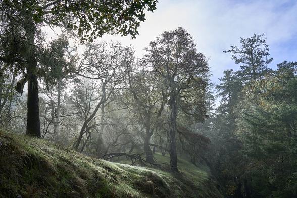 Morning sunlight radiates through light fog in a forest of California oak trees. The trees are spaced out, and there are grasses growing below. The trees stand on a small hill that falls to the right, pushing the eye into denser, darker forest. There is a bit of partly cloudy sky above.