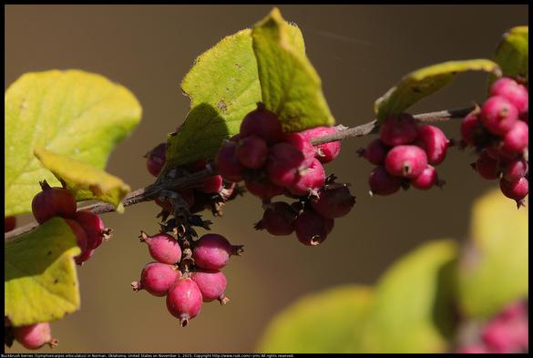 There were red Buckbrush berries (Symphoricarpos orbiculatus) in Norman, Oklahoma, United States on November 1, 2025. These are winter food here for a variety of wildlife.