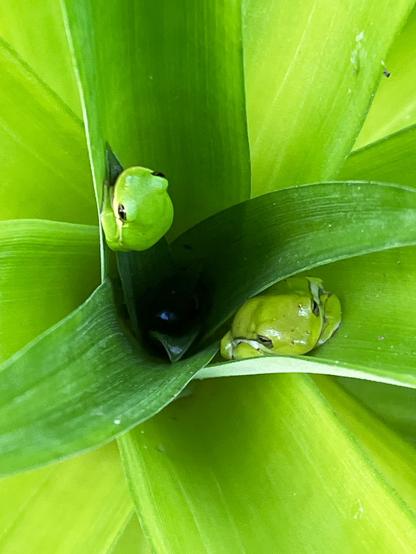 A view down into the center of a bright green pineapple plant, with two tree frogs - a smaller bright green one and a larger, plump dull green one - perched on the insides of the leaves, looking up at the camera.