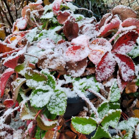 Erdbeerblätter mit Schneeflocken