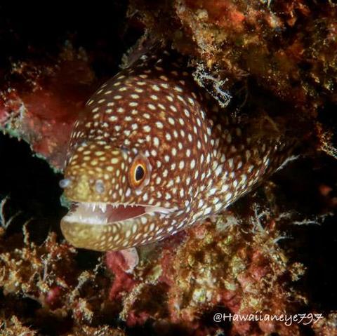 A brown moray eel pokes its head from a crevice at an underwater reef. The eel is covered uniformly with white spots and has its mouth slightly agape.