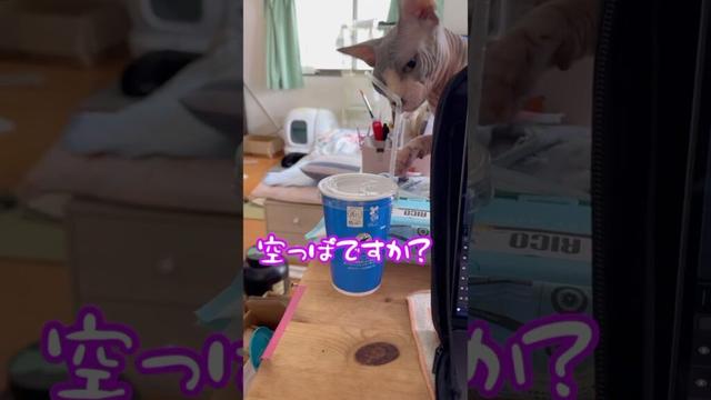 スフィンクス猫チャイ掃除します！#shorts #cat #lifewithcats #猫 #猫のいる暮らし #sphynx