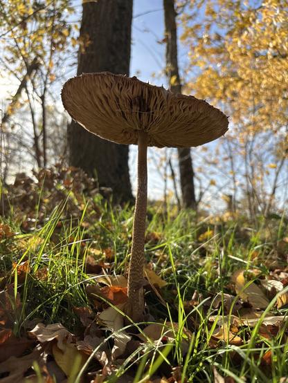 Macrolepiota procera shot from underneath