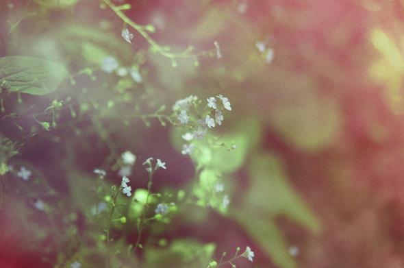 L'image est une photographie floue et granuleuse d'une floraison. Au premier plan, de petites fleurs blanches à bleutées avec des centres jaunes se détachent, ainsi que des bourgeons. L'arrière-plan est un mélange de vert, de rouge et de jaune, créant une atmosphère douce et rêveuse. La lumière est diffuse et les couleurs sont vibrantes.