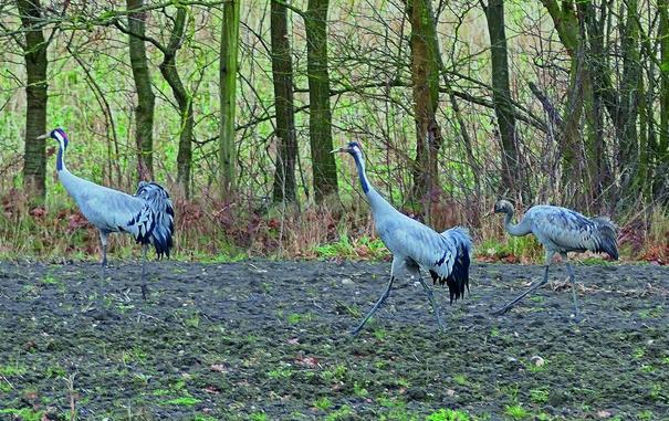 Drei graue Kraniche stehen auf einer Wiese vor einem dichten Wald.