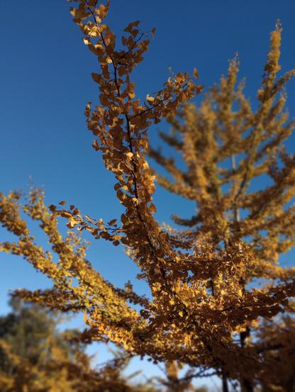 Golden-yellow leaves on a tree branch against a clear blue sky, capturing a serene autumn scene filled with warmth and tranquility.
#laureanoaraujo #santiagodecompostela #galiza
Santiago de Compostela, 17 de novembro de 2025