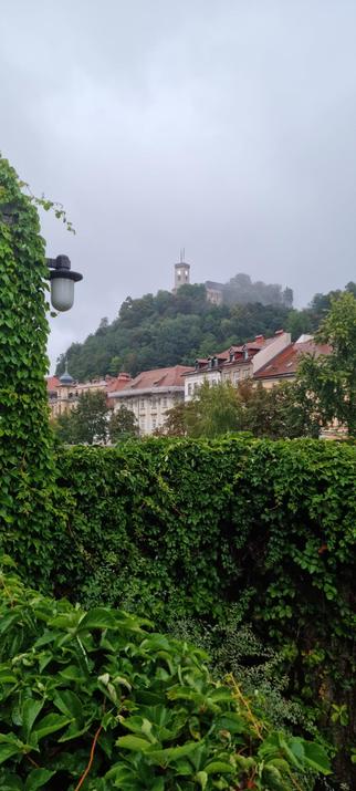 Das Foto zeigt eine Hecke, dahinter eine Reihe Häuser und dahinter auf einem bewaldeten Berg die Burg. Es ist neblig und feucht.