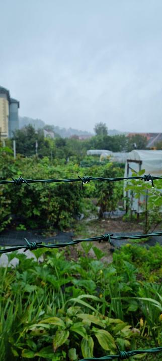 Im Fokus des Fotos sind zwei Stacheldrähte eines Stacheldrahtzauns. Dahinter befindet sich Anbaufläche einer Gärtnerei mit diversen Pflanzen. Es ist feucht