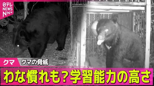 【クマ】クマの脅威…身体能力だけでなく「学習能力の高さ」に注目 / 2つの町で住宅付近にクマ…緊急銃猟で駆除── 社会ニュースまとめ （日テレNEWS LIVE）