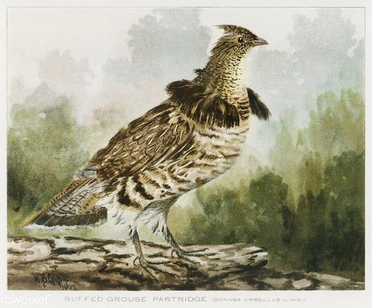 Ruffed Grouse