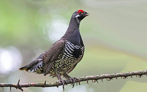 Spruce Grouse