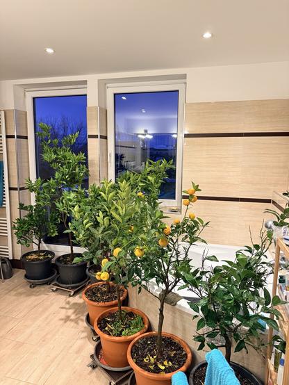 A row of shoulder height citrus trees in pots on wheeled platforms are lined up in front of a corner bath in a beige-tiled bathroom near the balcony door and window. It’s already dark outside (at 4pm!). Some of the pots have weeds in them, some of the trees have fruit on them. There are three lemons (blood, orange-cross, lime cross), a japanese kumquat, yuzu, satsuma mandarin and blood orange.