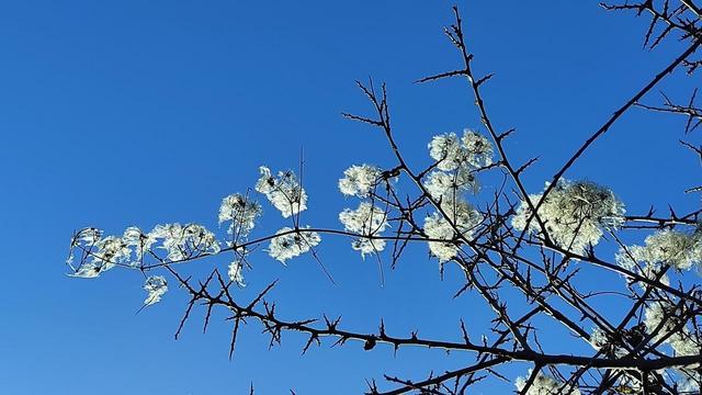 White flower-like seed heads scrambled up thorny bare branches against a blue blue sky