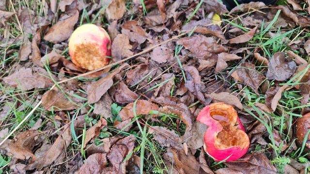 Zwei Äpfel liegen im Gras und welken Laub, von vögeln angepickt.
