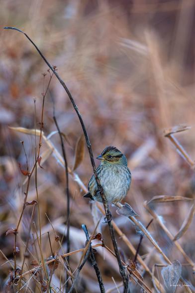 Swamp Sparrow perched on a curved stem among dried autumn grasses with soft bokeh background.