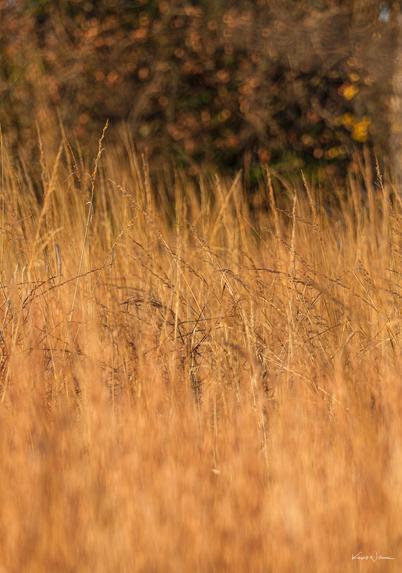 Dried meadow grasses with selective focus and warm tones in soft morning light.