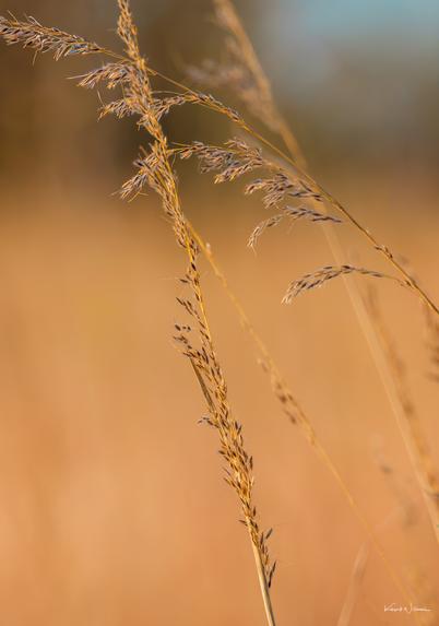 Golden dried grass stems catching warm morning sunlight in a meadow with blurred background.