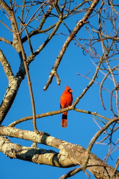 Male Northern Cardinal perched on lichen-covered branch against clear blue sky.