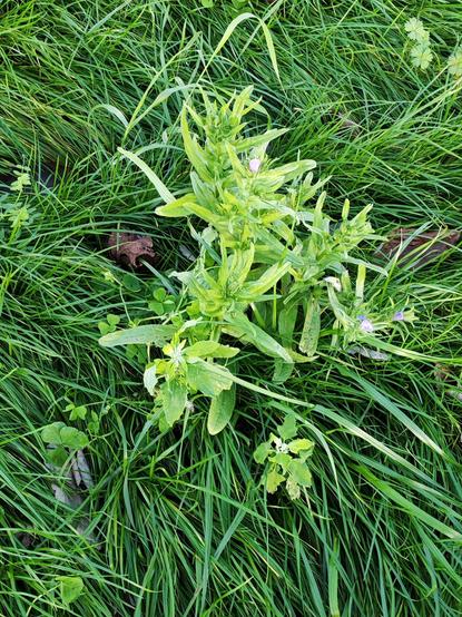A small plant with yellow-green leaves, constructed rather like garden mint but with medium sale blue bellflowers, held rigidly. Unlike Viper's bugloss it has soft leaves
