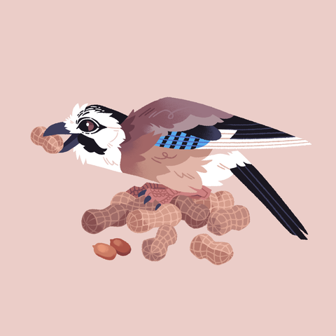 A painting of a Eurasian jay standing on a pile of peanuts, and holding one in its beak.