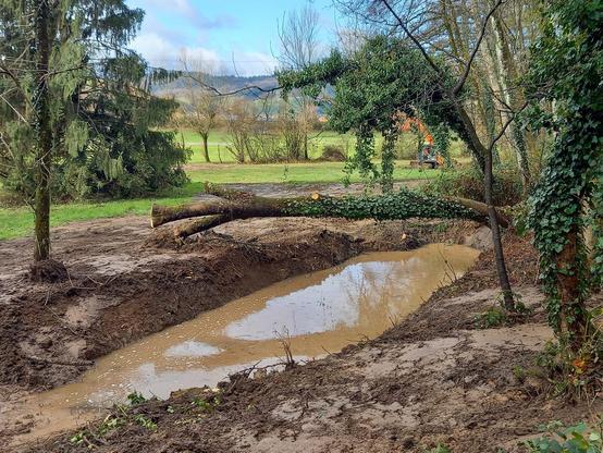 Ein Tümpel im Matsch mit umgestürztem, von Efeu bewachsenen Baum drüber. Der Boden um den Tümpel ist matschig, dahinter die saftig grüne Wiese.