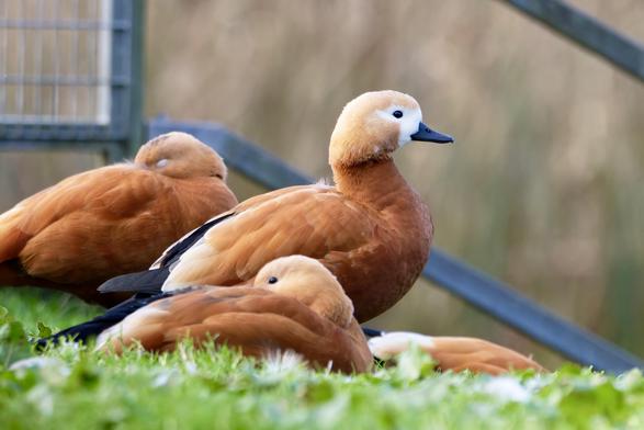 Ruddy Shelduck