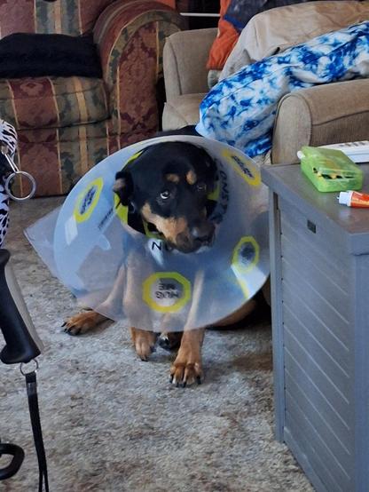Avalon, a Rottweiler mix, is wearing a cone around her head, looking pitiful while she sits in front of the couch.