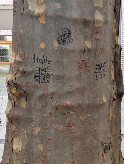 Platane mit 3 Tic-Tac-Toe-Kreuzen mit Edding aufgemalt