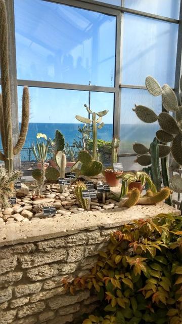 Wir blicken aus einem Gewächshaus heraus auf ein blaues Meer unter blauem, wolkenlosen Himmel.
Die Glasscheiben sind in der Bildmitte klar, sonst milchig.
Eine helle Steinmauer bildet ein Hochbeet für vorwiegend kleine Kakteen in unterschiedlicher Ausführung: rund, lang, platt, dicht bestachelt, wenige, fiese Pickser, ... An beiden Seiten ragen größere Kakteen ins Bild. Unten rechts befindet sich ein Busch, der kein Kaktus zu sein scheint.
Alles wirkt warm und sommerlich.
Aufgenommen im Botanischen Garten in Baltschik, Bulgarien.