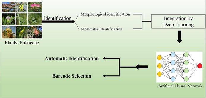 Annotated flow diagram illustrating a deep learning framework integrating morphological traits and DNA barcodes (ITS2, matK, rbcL) to identify Fabaceae species. By combining image data and molecular sequences, a CNN artificial neural network (MMNet) enables automatic species identification and barcode evaluation.