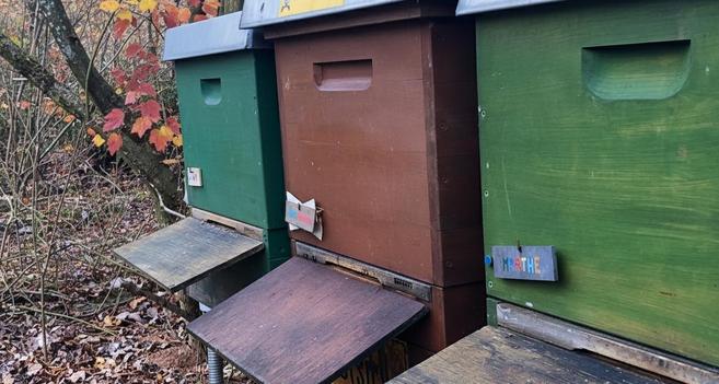 Das Foto zeigt drei Bienenstöcke. Im Hintergrund ist ein Baum erkennbar. Seine Blätter sind braun und gelb. Das Bild vermittelt herbstliche Stimmung.