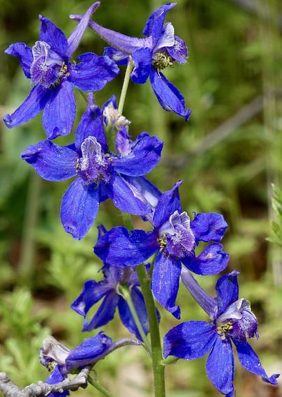 Bright blue five-lobed flowers