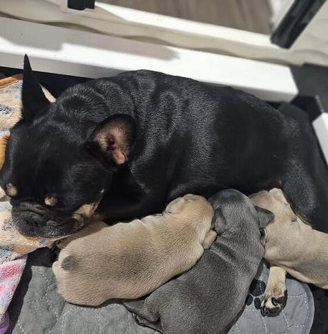 a french bulldog lies on her side to nurse her three puppies