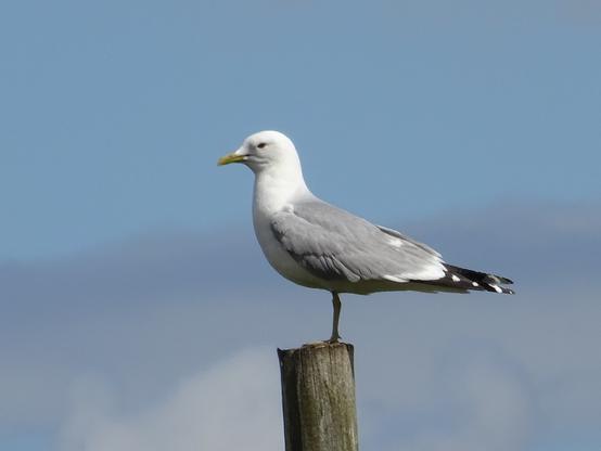 Different types of gulls