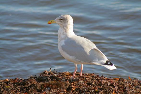 Herring Gull