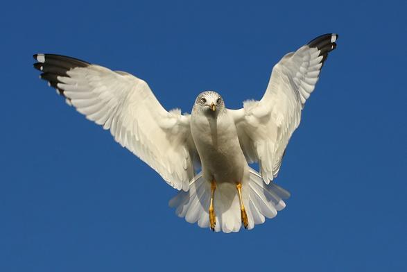 Ring-Billed Gull