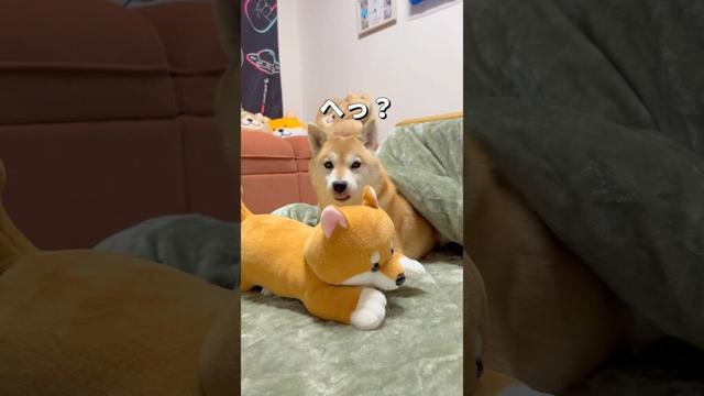 おやすみ🐶🐶💤#柴犬 #チワワ #shorts